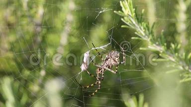 蜘蛛ArgiopeLobata抓住蝴蝶吃了它，第2部分。 蜘蛛等待蝴蝶死亡，摆动它的脚